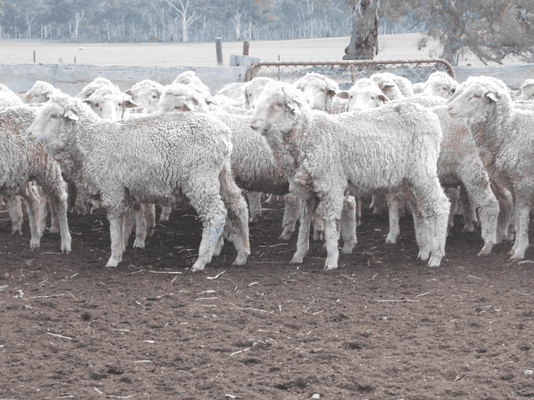 Future Breeder Ewe Lambs 3.png