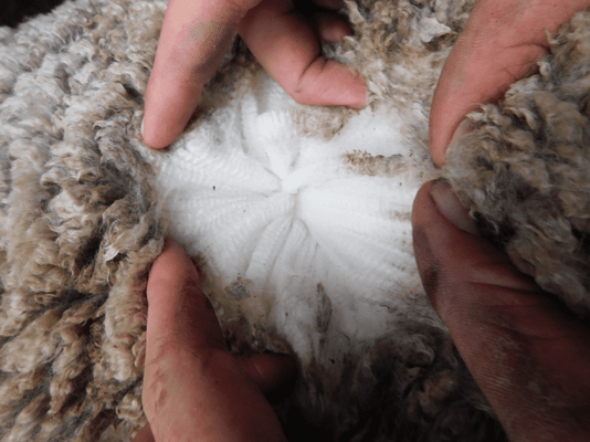 Future Breeder Ewe Lambs 13.png