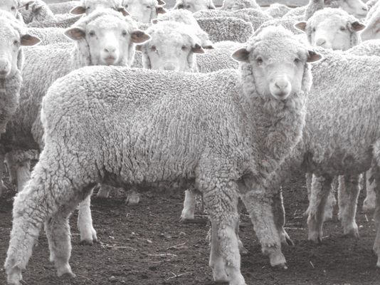 Future Breeder Ewe Lambs 12.png