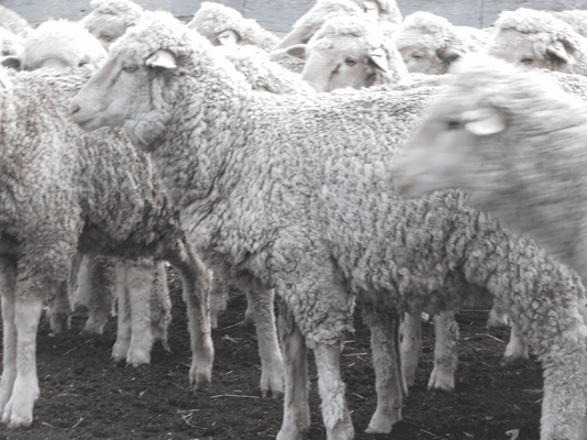 Future Breeder Ewe Lambs 11.png