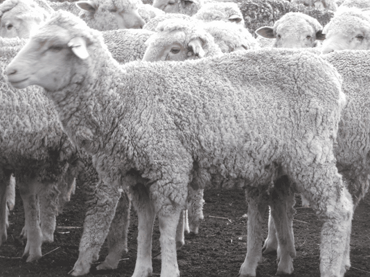 Future Breeder Ewe Lambs 10.png