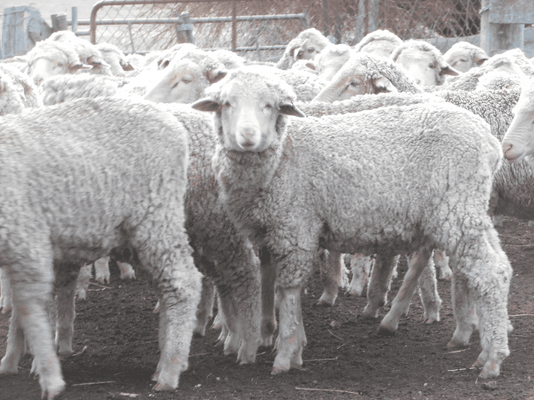 Future Breeder Ewe Lambs 9.png
