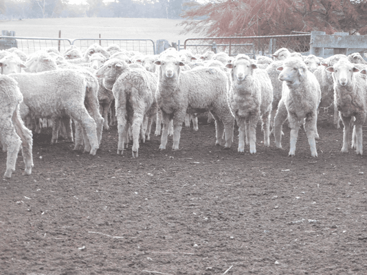 Future Breeder Ewe Lambs 8.png