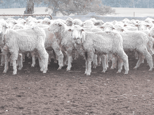 Future Breeder Ewe Lambs 7.png