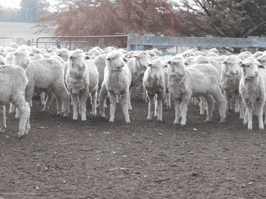 Future Breeder Ewe Lambs 6.png