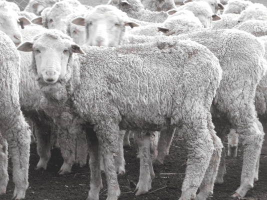 Future Breeder Ewe Lambs 5.png