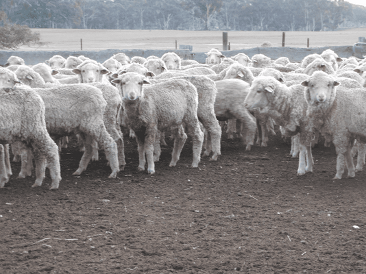 Future Breeder Ewe Lambs 4.png