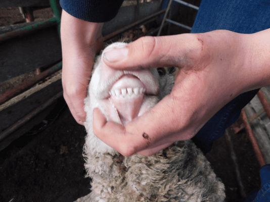 Future Breeder Ewe Lambs 14.png