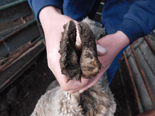 Future Breeder Ewe Lambs 18.png