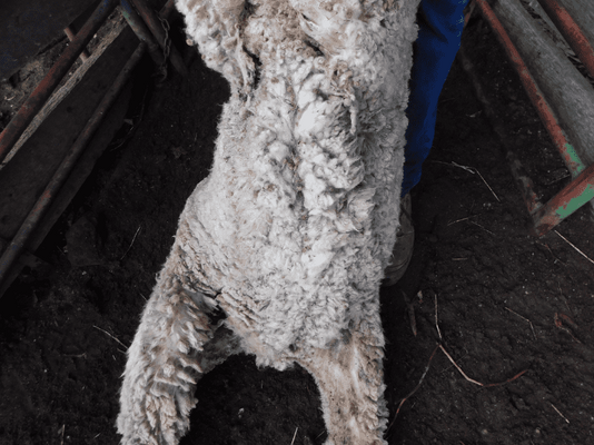 Future Breeder Ewe Lambs 17.png