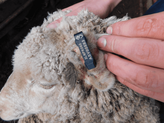 Future Breeder Ewe Lambs 16.png
