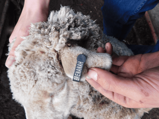 Future Breeder Ewe Lambs 15.png
