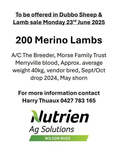 Dubbo Sheep 2.jpg