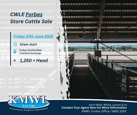 CWLE Forbes Cattle Sale 3.jpg