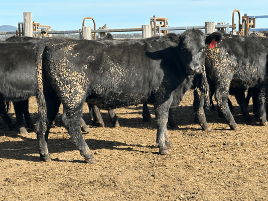 Weaned Heifers .png