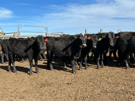 Weaned Heifers 2.png