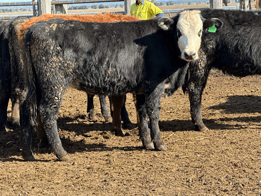 Weaned Heifers 3.png