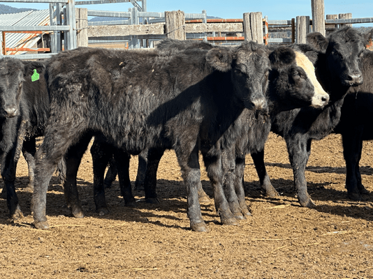 Weaned Heifers 14.png
