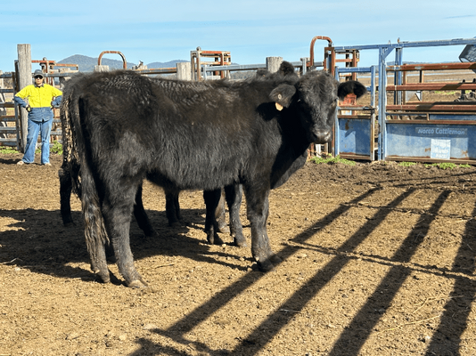 Weaned Heifers 13.png