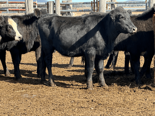 Weaned Heifers 12.png