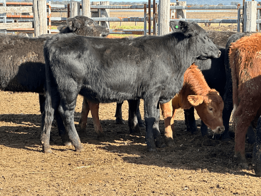 Weaned Heifers 11.png