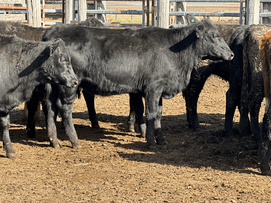 Weaned Heifers 10.png