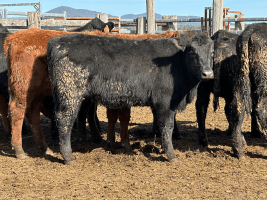 Weaned Heifers 9.png