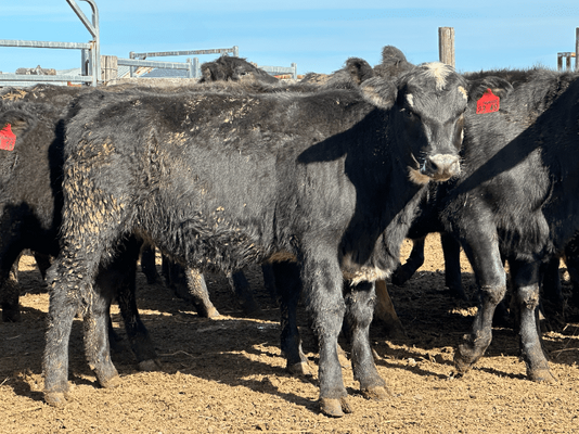 Weaned Heifers 8.png