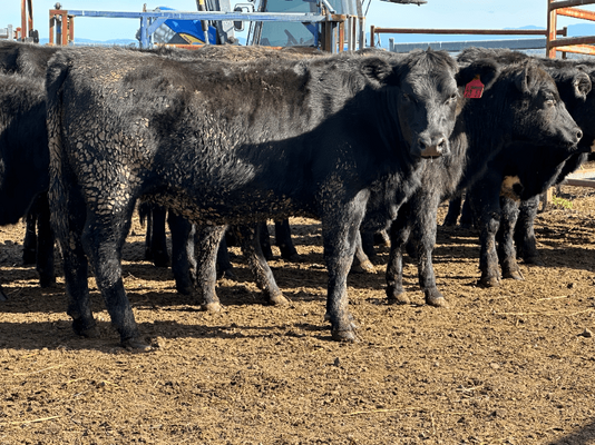 Weaned Heifers 7.png