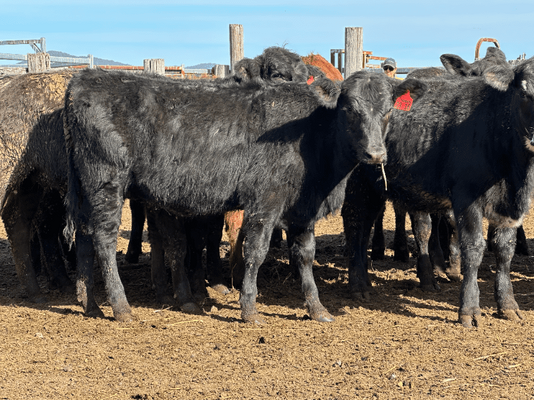 Weaned Heifers 6.png
