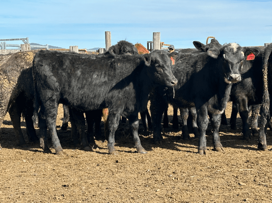 Weaned Heifers 4.png