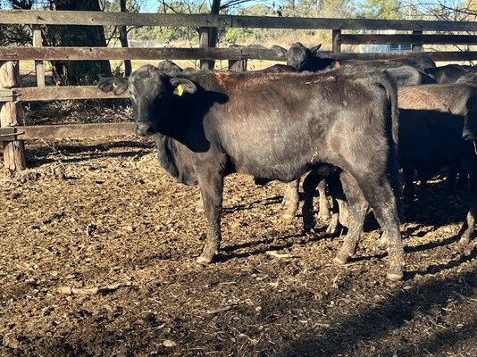Angus Heifers.JPG