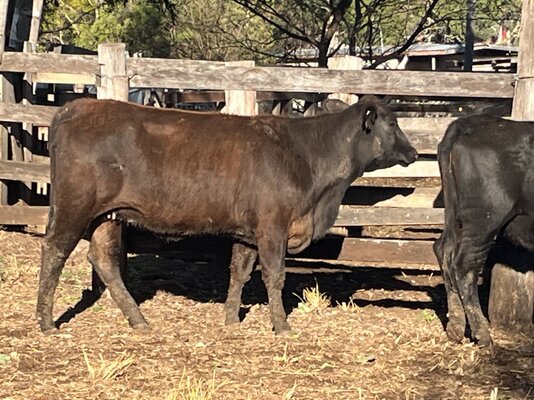 Angus Heifers 2.JPG