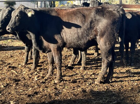 Angus Heifers 5.JPG
