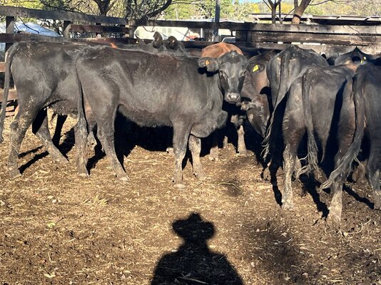 Angus Heifers 4.JPG