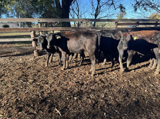 Angus Heifers 3.JPG