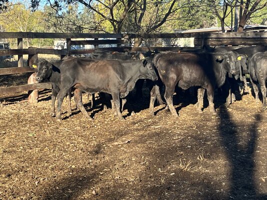 Angus Heifers 6.JPG