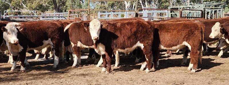 Roma Store Cattle Sale .jpg