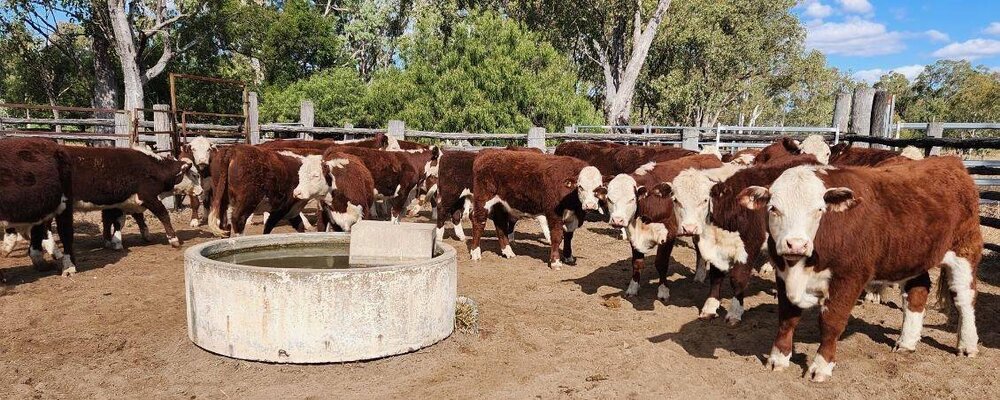 Roma Store Cattle Sale 5.jpg