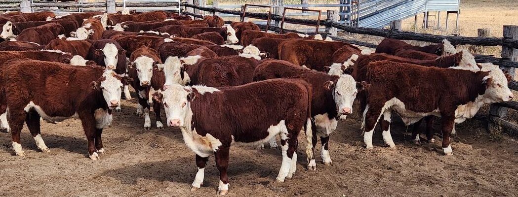 Roma Store Cattle Sale 4.jpg