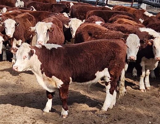 Roma Store Cattle Sale 3.jpg