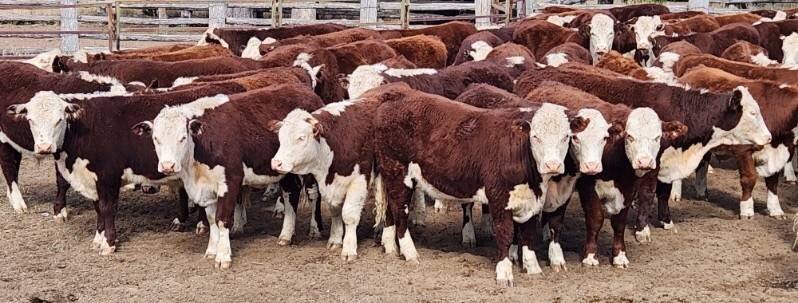 Roma Store Cattle Sale 2.jpg