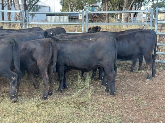 22 heifer vealers milling stuart (17).jpeg