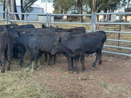 22 heifer vealers milling stuart (16).jpeg