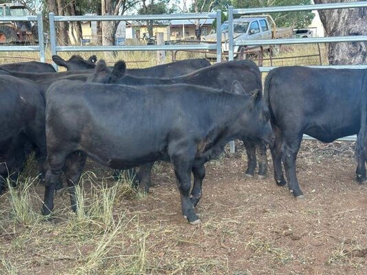 22 heifer vealers milling stuart (15).jpeg