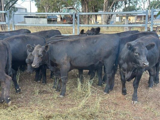 22 heifer vealers milling stuart (14).jpeg