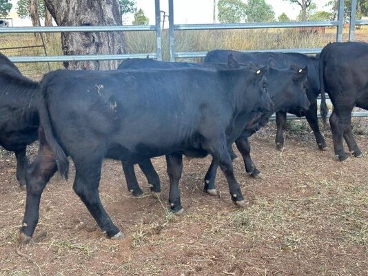 22 heifer vealers milling stuart (13).jpeg