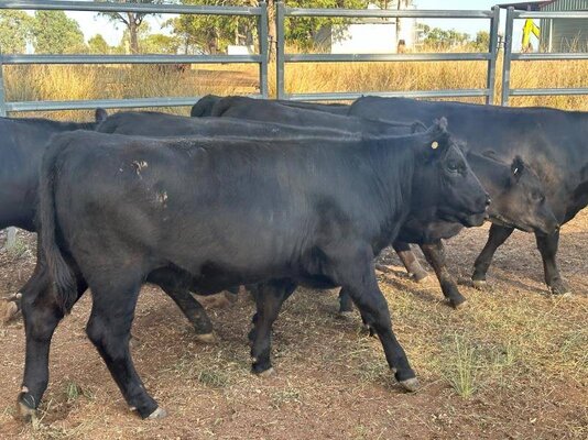 22 heifer vealers milling stuart (7).jpeg