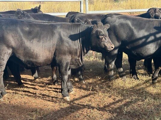 22 heifer vealers milling stuart (5).jpeg