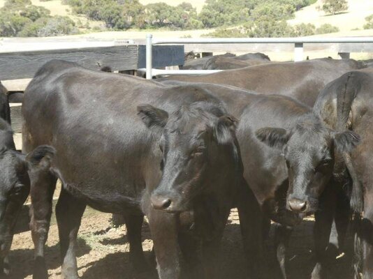 15 PTIC Heifers_On The Box_1.JPG